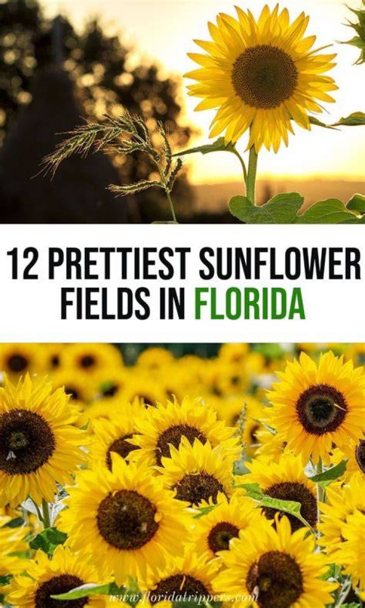 12 Prettiest Sunflower Fields In Florida Florida Trippers