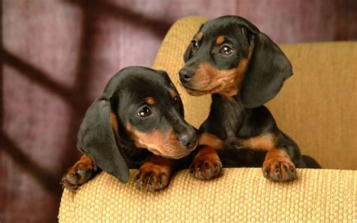 [50+] Cute Dachshund Wallpaper