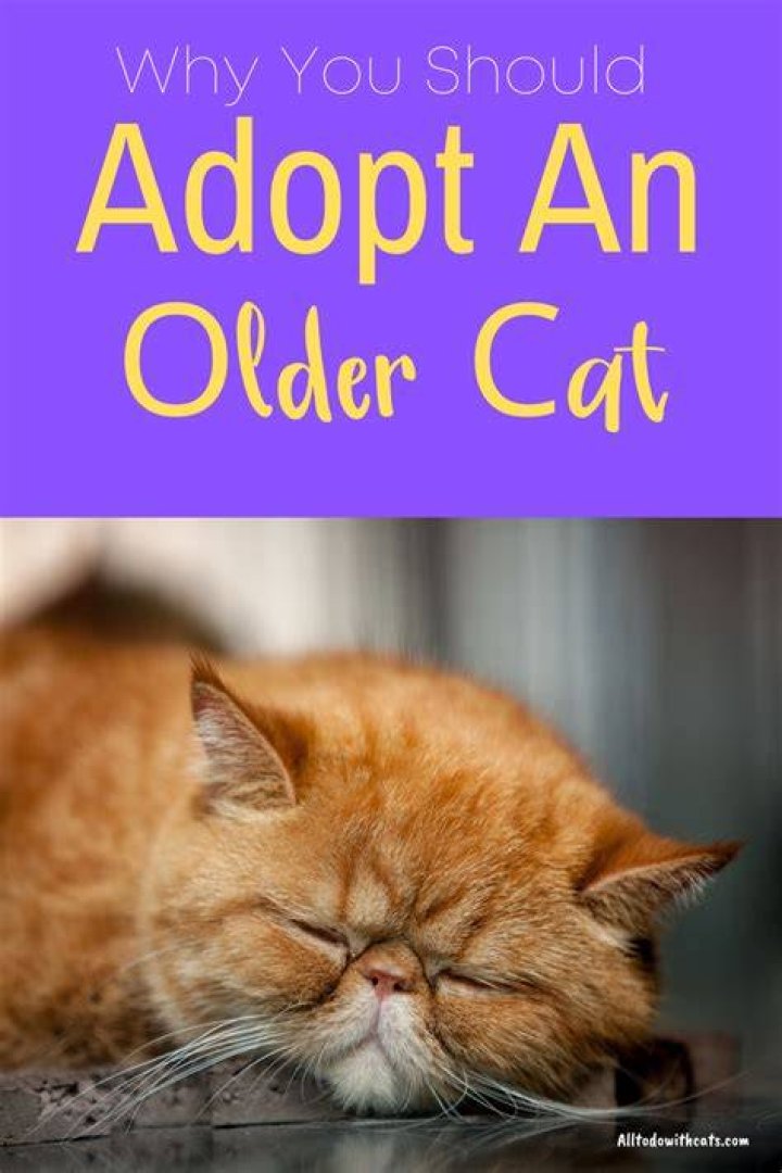 Adopt an older cat or dog for free in Irving this Saturday in honor of