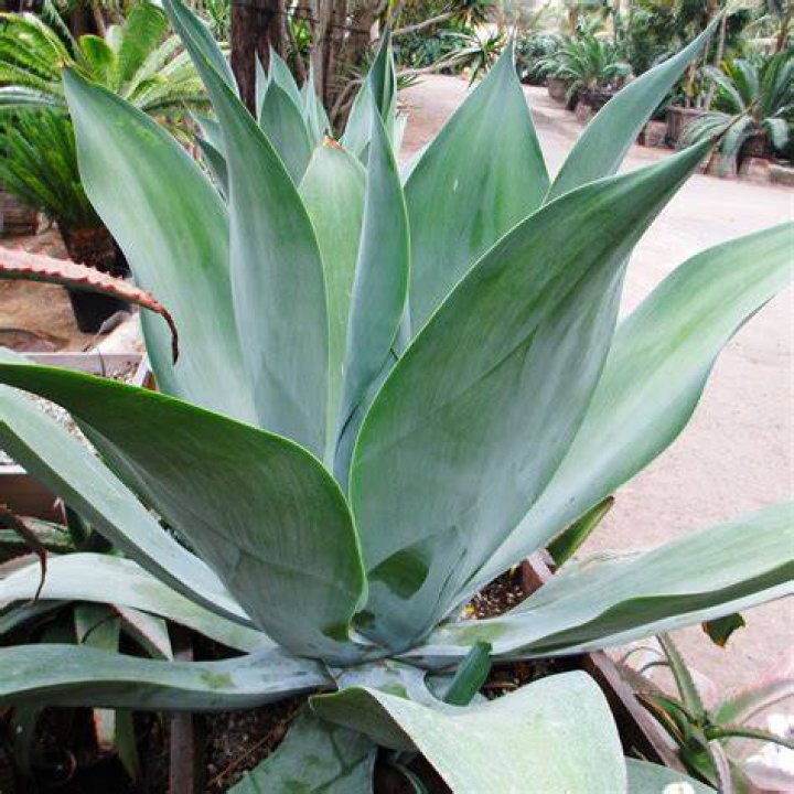 AGAVE attenuata &lsquo;Blue Fantastic&rsquo; Rancho Tissue