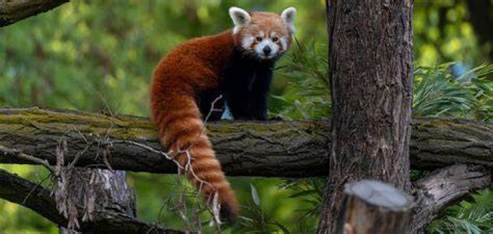 Are Cuddly RED Pandas Dangerous to Humans?