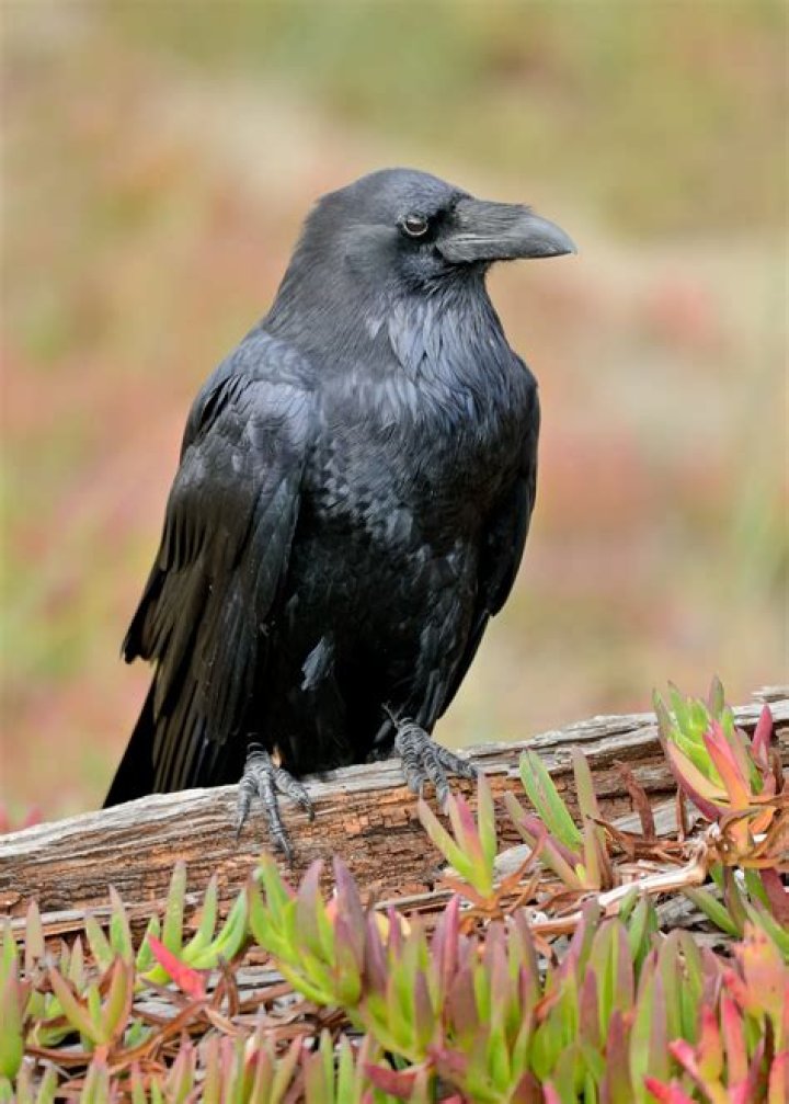 Birding at Home Common Raven Audubon Vermont