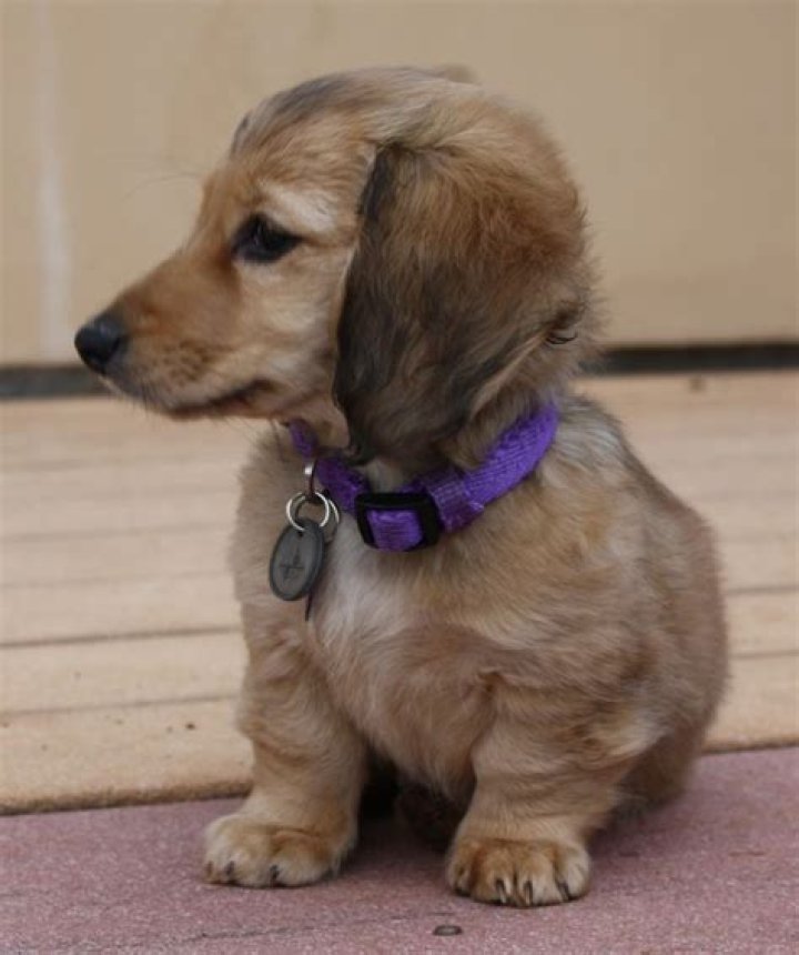 Chloe, longhaired shaded cream miniature dachshund Dachshund puppy