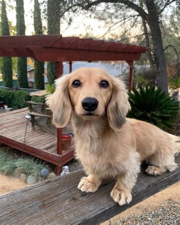 Cute Long Haired Dachshund... If you love dachshunds, visit our blog to