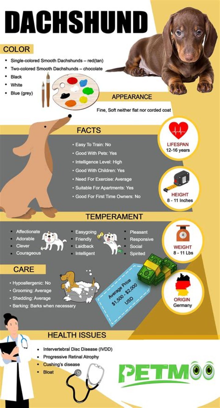 Dachshund Information, Health, Pictures & Training Pet Paw