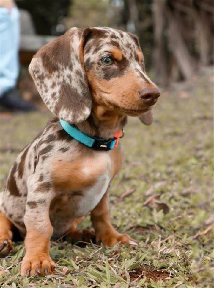 Dapple miniature dachshund &hearts; Dapple dachshund puppy, Daschund puppies
