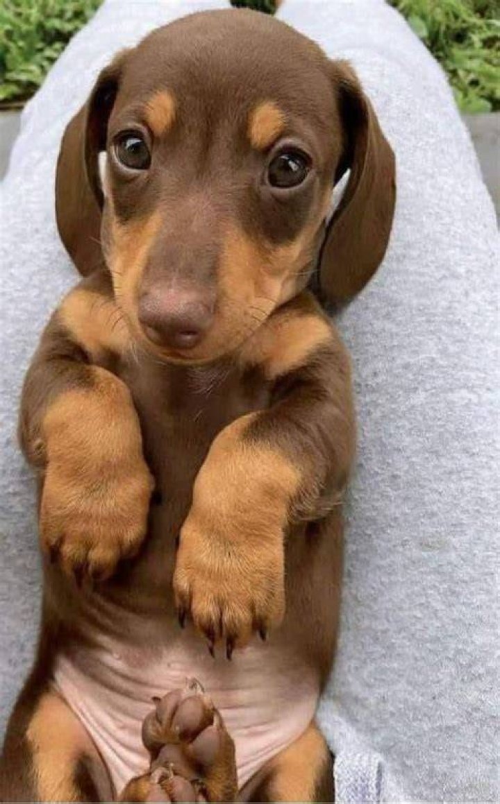 Doxie, wiener dog, Cute Puppy, Dapple Wiener Dog Puppies, Dapple