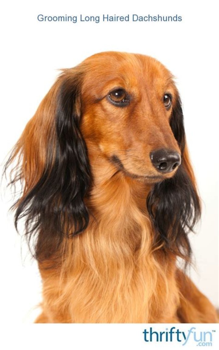 Grooming Long Haired Dachshunds? ThriftyFun