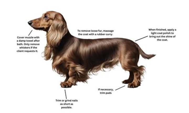 Grooming LongHaired Dachshunds The Essential Guide with Photos
