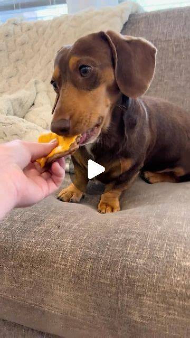 Happy Sausage Funny dachshund, Puppy dog eyes, Dachshund dog