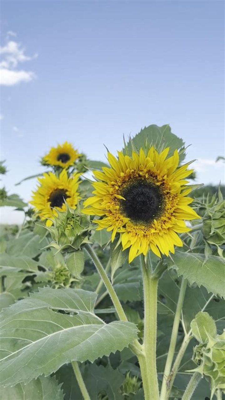 Holland Farm Sunflower Field Sunflower fields, Sunflower, Farm