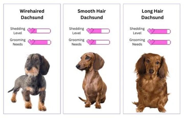How Much Do Dachshunds Shed? Grooming And Care Overview