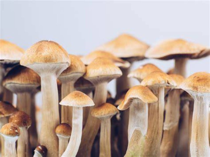 How psychedelic mushrooms helped pro surfer Koa Smith