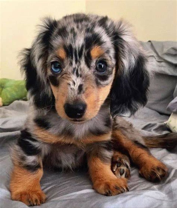 long hair dapple miniature dachshund Dapple dachshund, Daschund