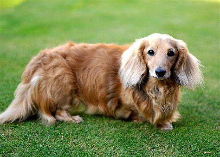 Long Haired Dachshund What To Know About This Stunning Dachshund All