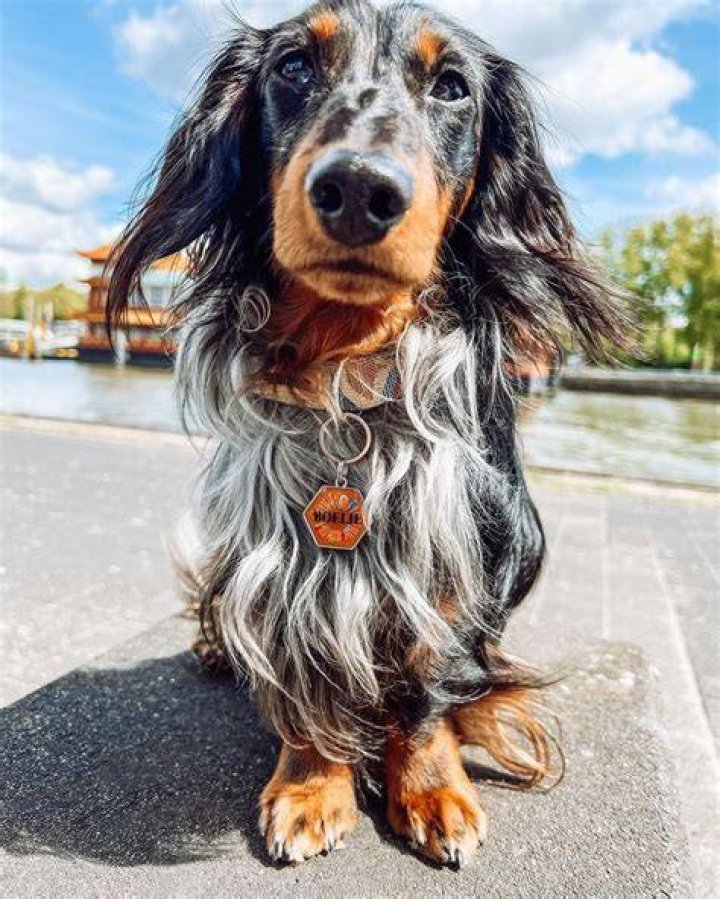 Long Haired Dapple Dachshund Galhairs