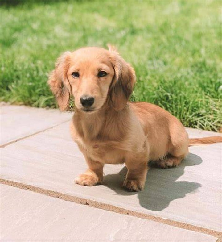 LongHaired Miniature Dachshund The Ultimate Purebred Icon