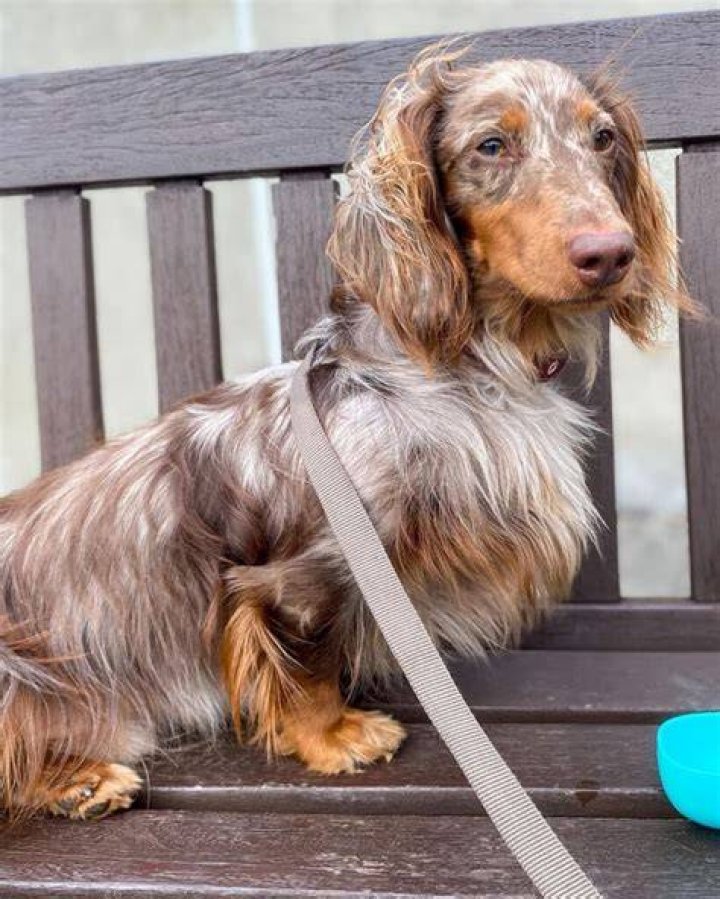 Longhaired wiener dog what a cutie Dog breeds, Puppies, Puppy dog eyes