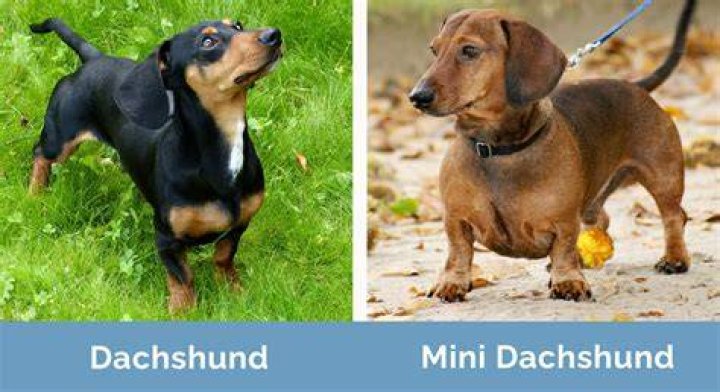 Miniature Dachshund vs Kuri Breed Comparison MyDogBreeds