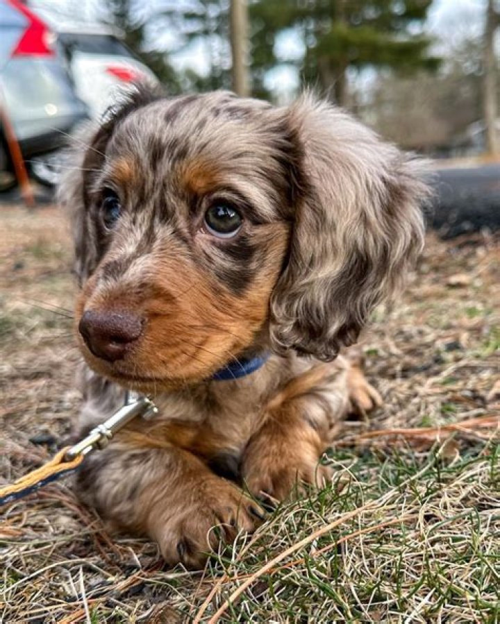 Our miniature, long haired, dapple dachshund) Dapple dachshund