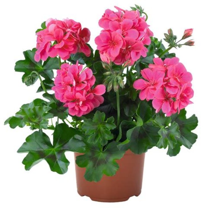 Pelargonie Peltatum Evelyn KITTY Iris Shop