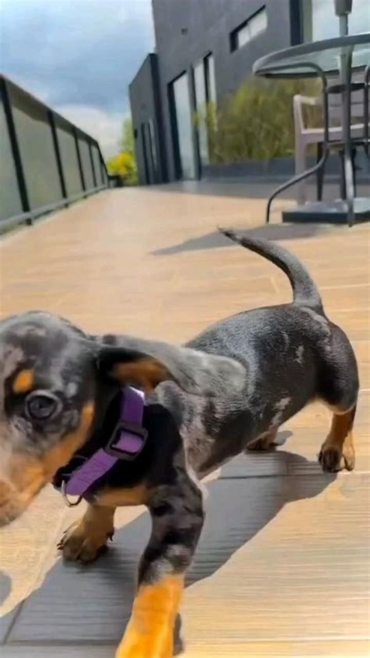 Pin on DASCHHUND