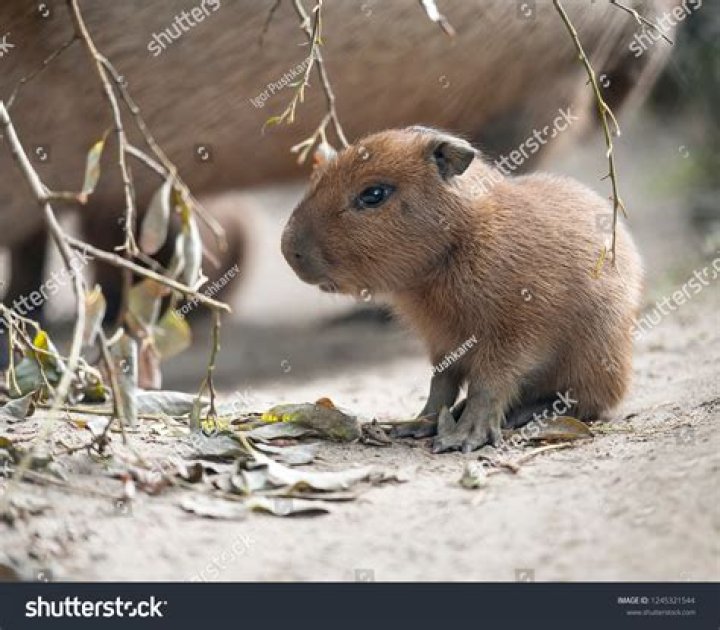 Sad capybara baby by LilyanLily on DeviantArt