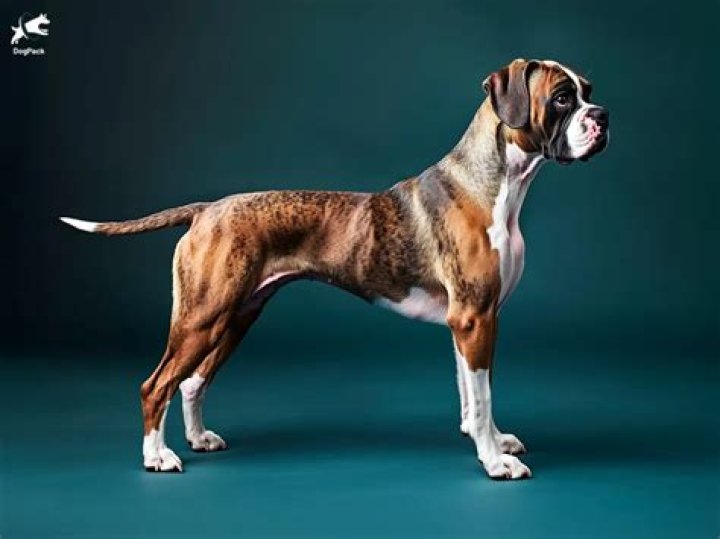 Streben Kondensator Aufhellen boxer dog with down syndrome Perth