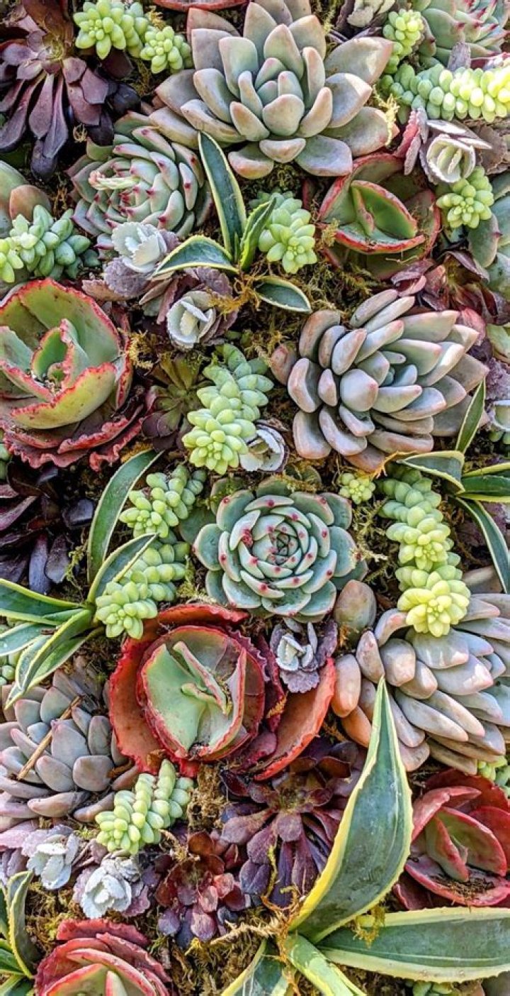 Succulents by Courtney O'Shea At Everlasting Tattoo San Francisco