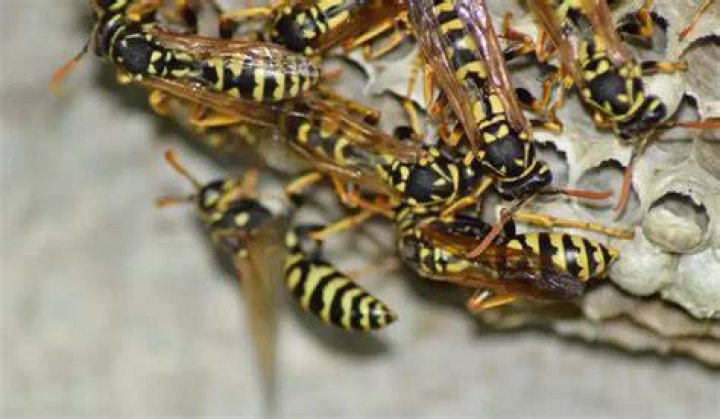 Yellow Jacket Control in Alabama Advanced Pest Control of Alabama